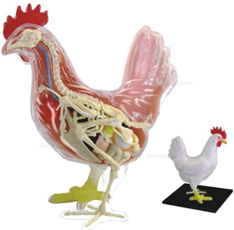 Chicken Skeleton & Anatomy Model Kit Detachable 32 Parts Animal Biology Medical Teaching Model